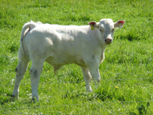 En söt Charlois-kalv