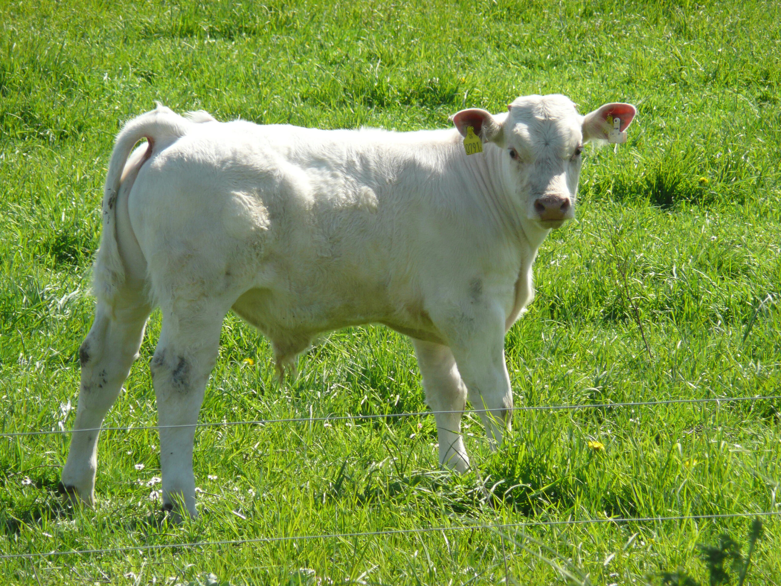 En söt Charlois-kalv